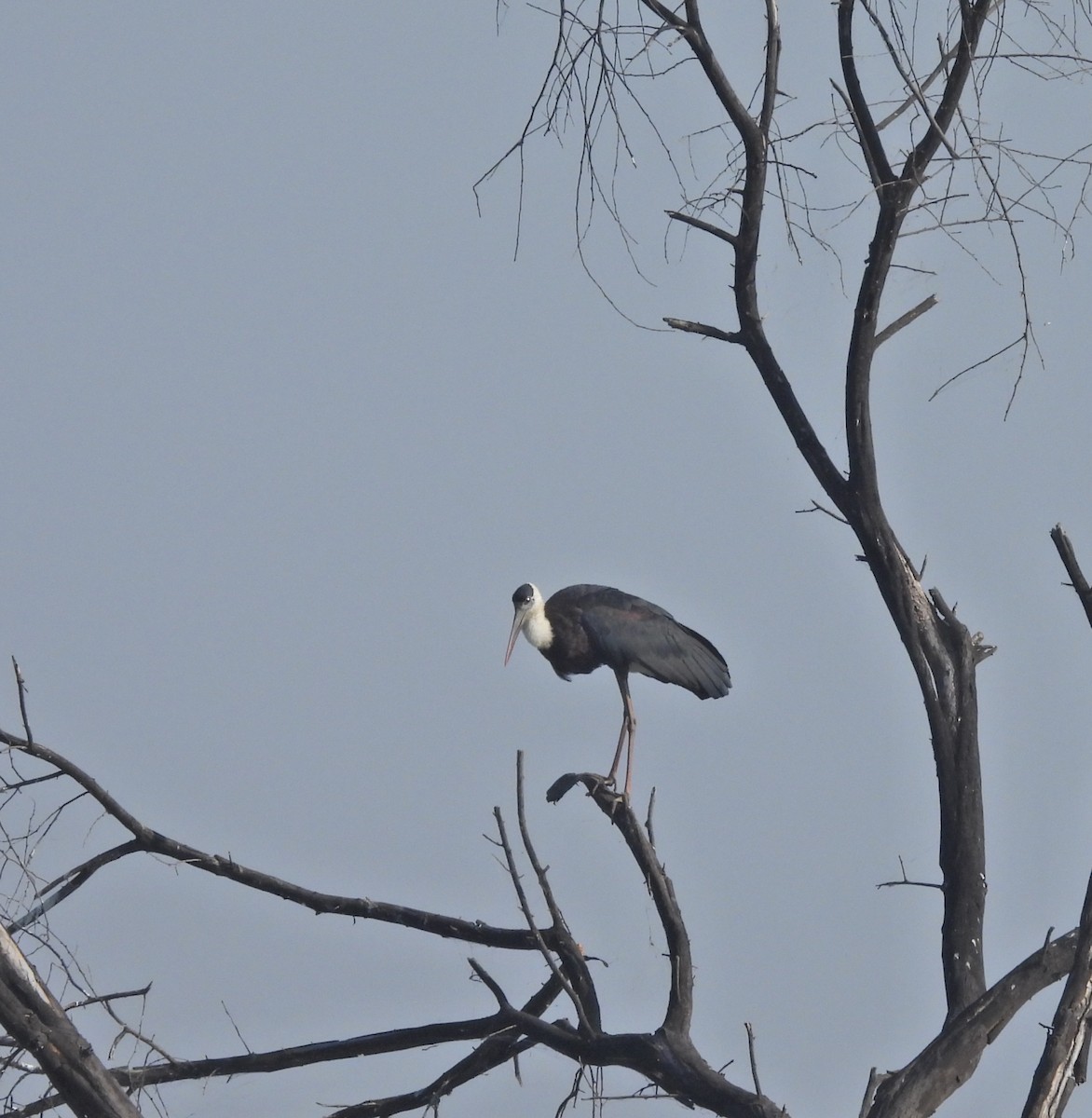 Asian Woolly-necked Stork - ML495947971