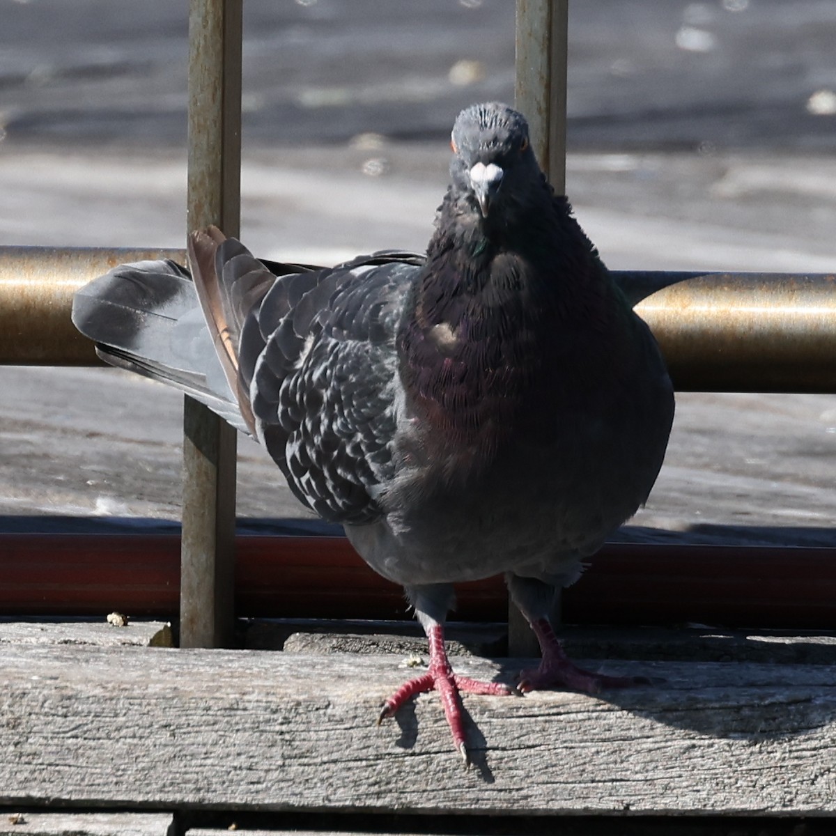 Rock Pigeon (Feral Pigeon) - ML495948821