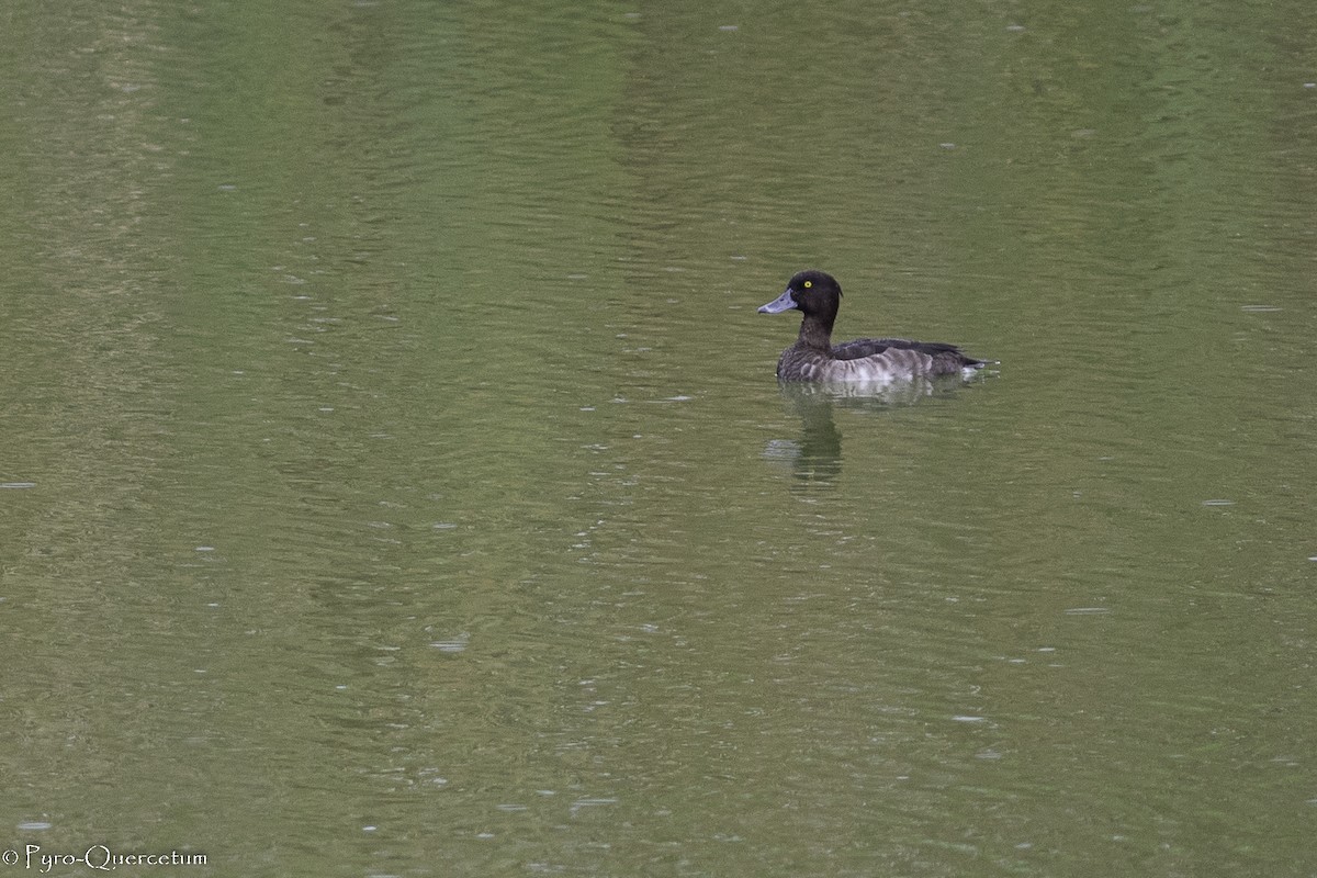 Tufted Duck - ML495949361
