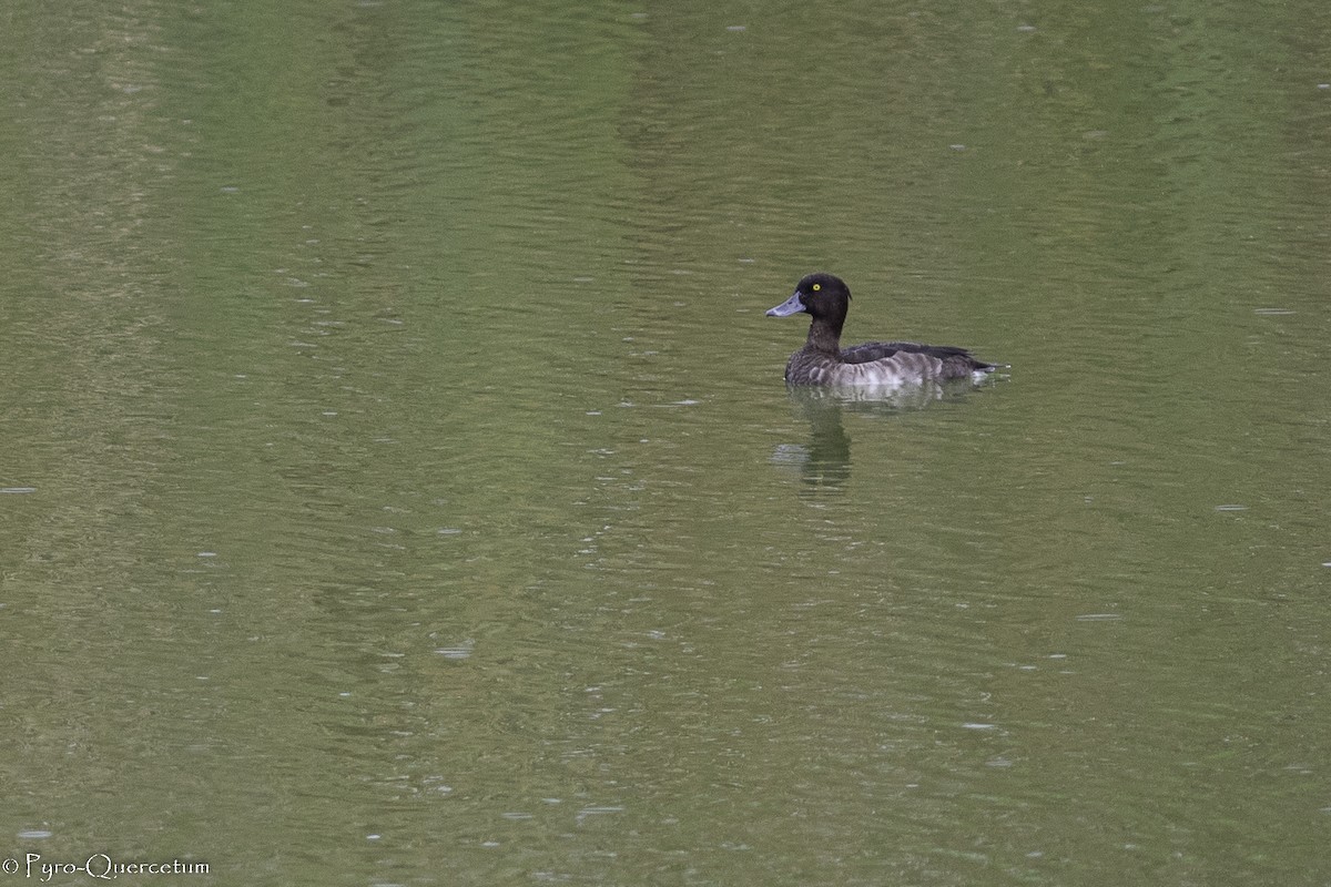 Tufted Duck - Sérgio Correia