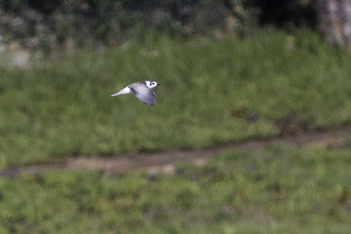 White-winged Tern - Sérgio Correia