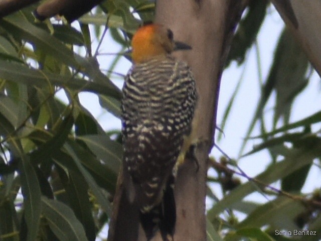 Hoffmann's Woodpecker - ML495953991