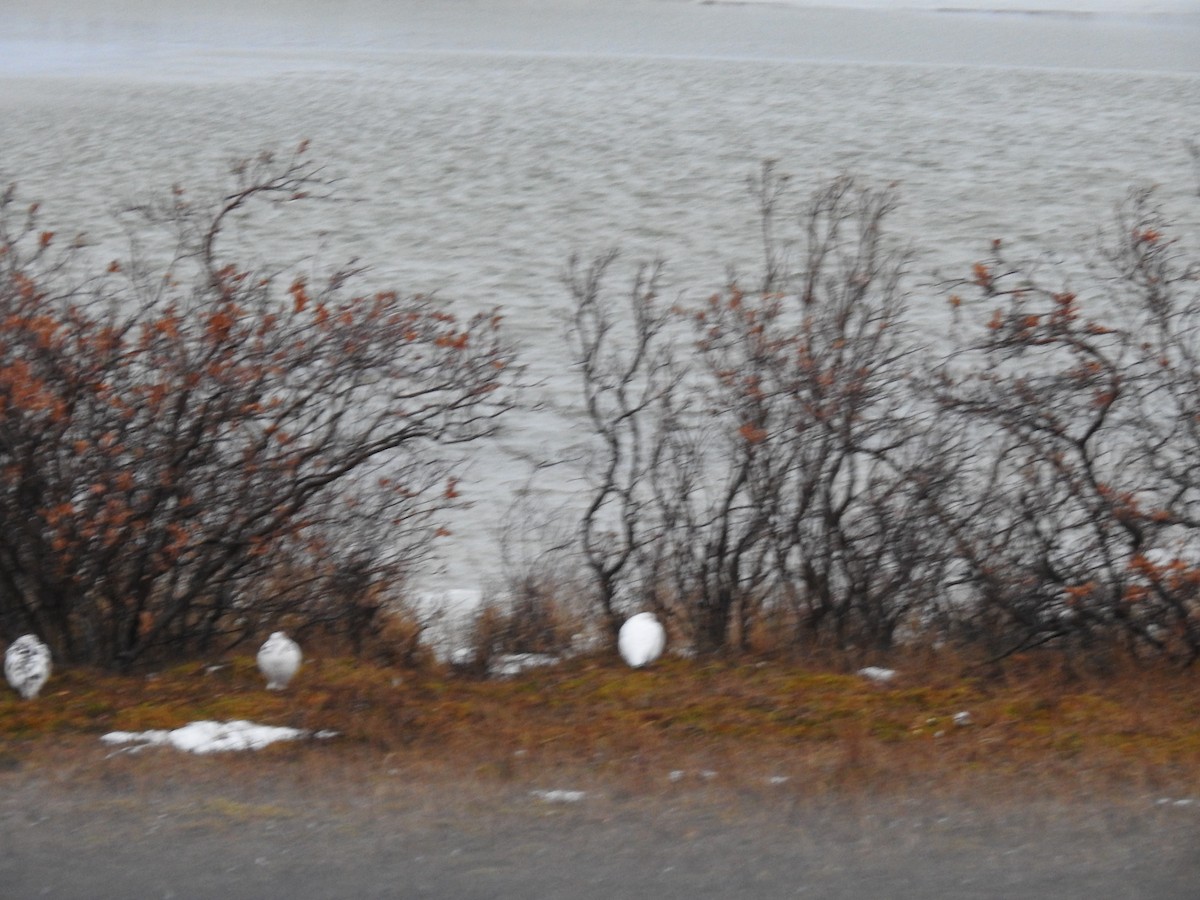 Willow Ptarmigan - Martyn Obbard