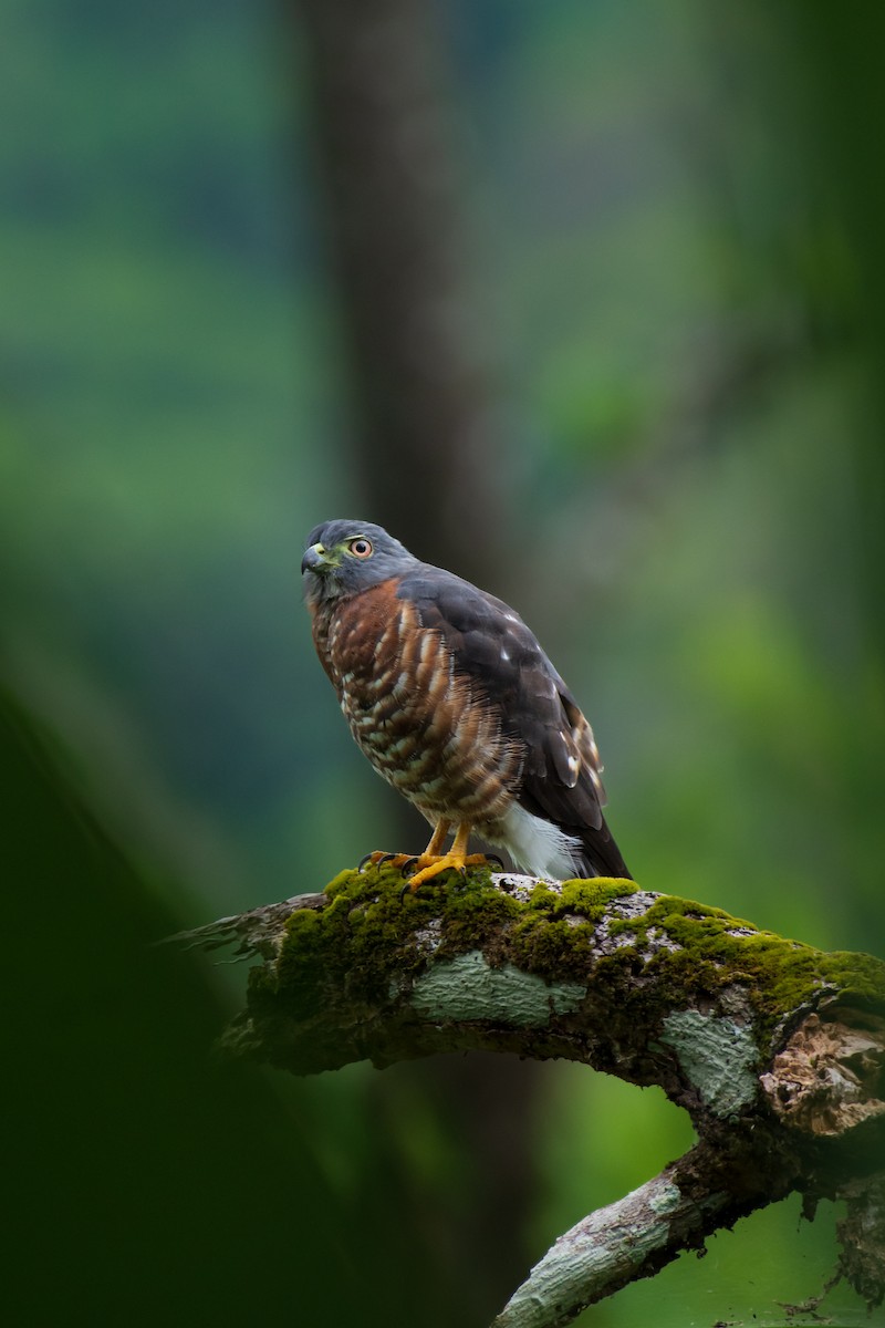 Double-toothed Kite - ML495954761