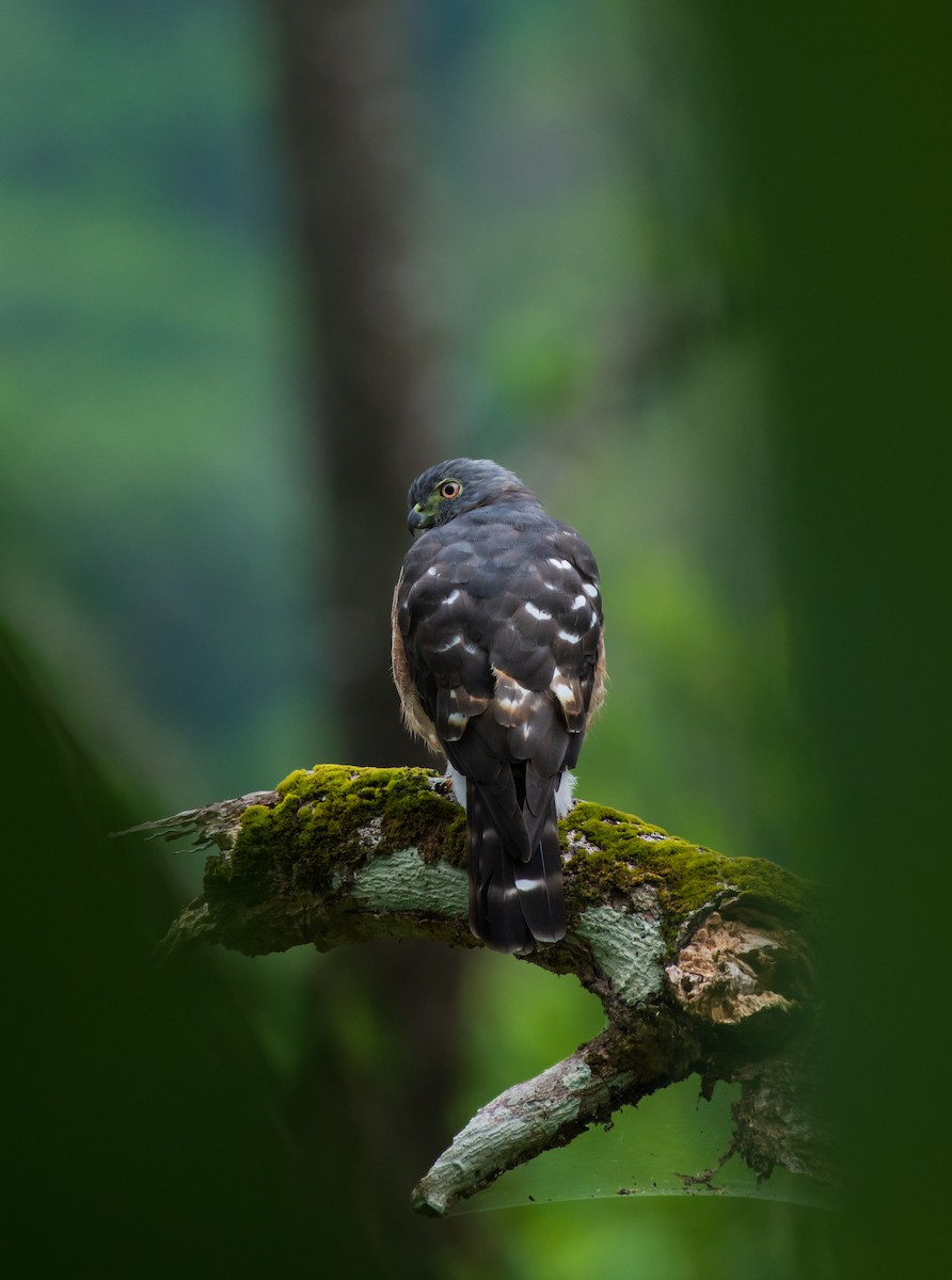 Double-toothed Kite - ML495954771