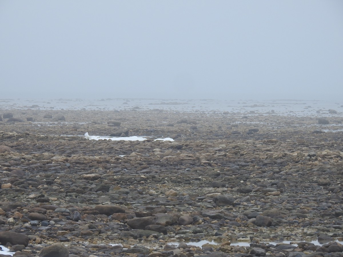 Snowy Owl - Martyn Obbard