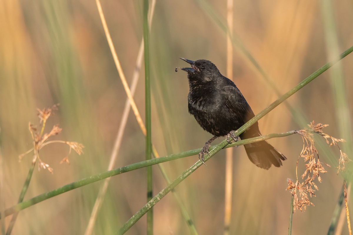 Unicolored Blackbird - ML495957191