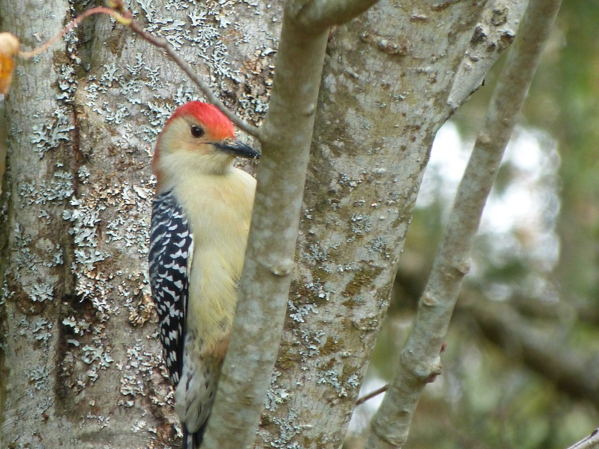Red-bellied Woodpecker - Bernadette Lévesque Tardivel
