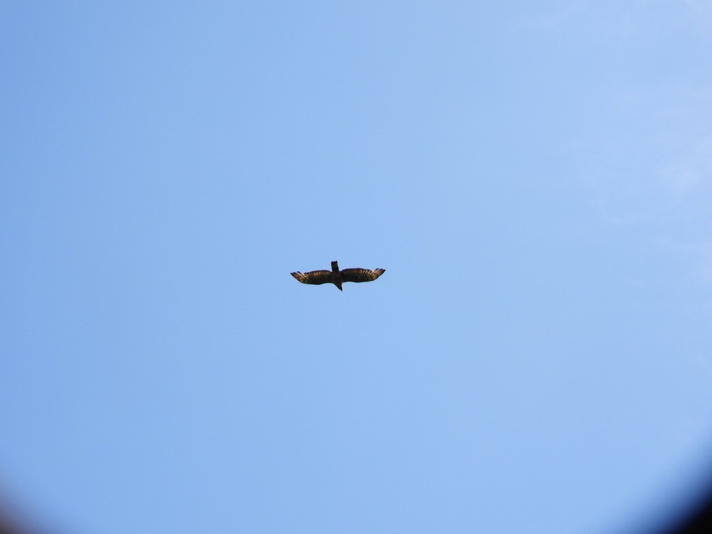 Haubenschlangenadler - ML495959641