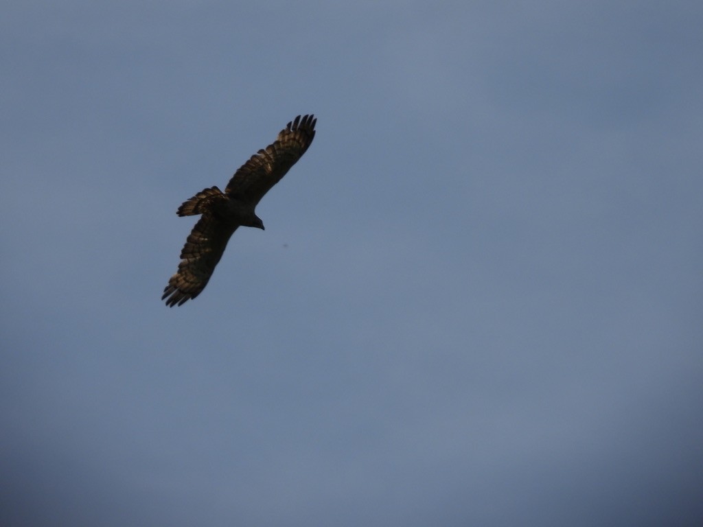 Schopfwespenbussard - ML495959931