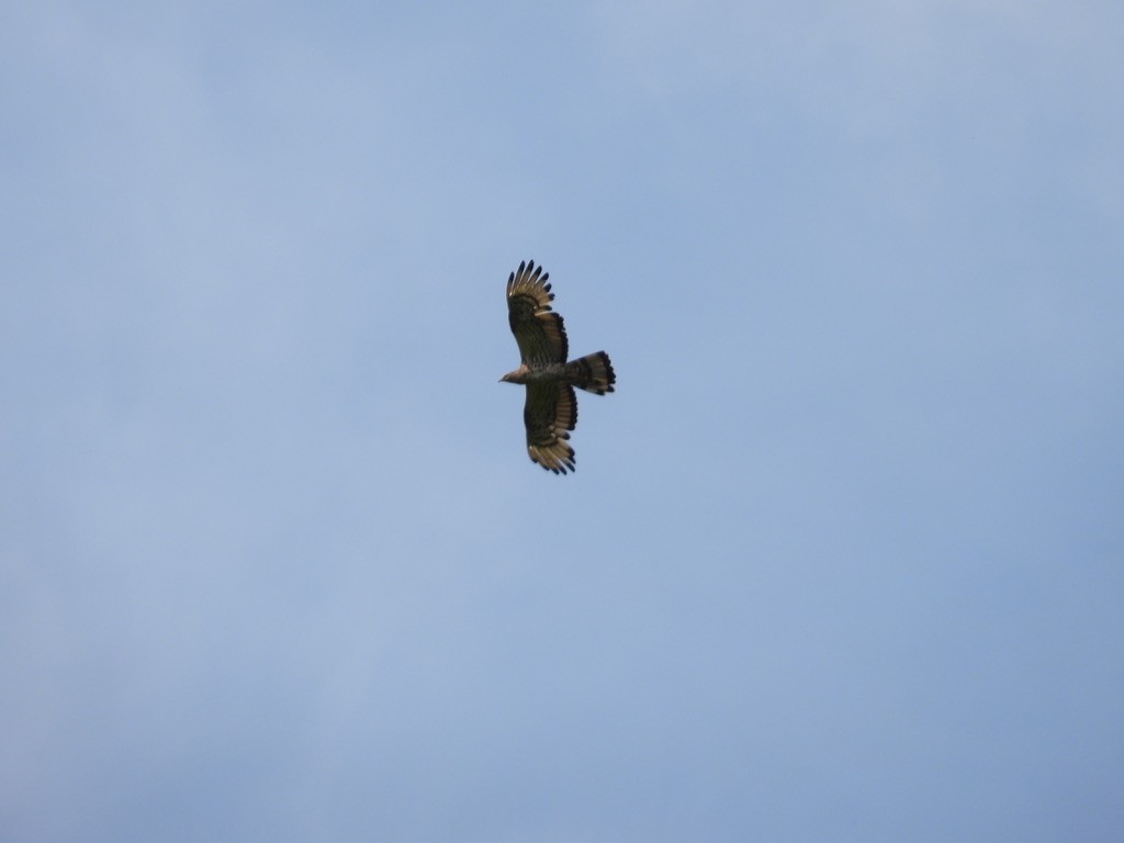 Schopfwespenbussard - ML495959941