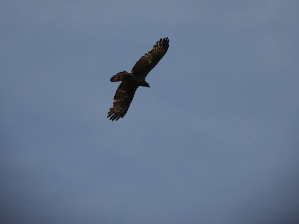 Schopfwespenbussard - ML495959951