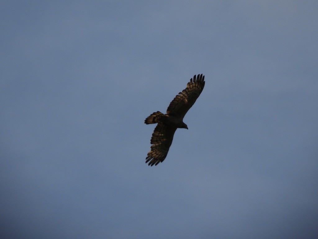 Schopfwespenbussard - ML495959961
