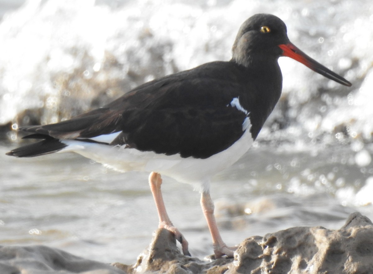 Magellanic Oystercatcher - ML49596051