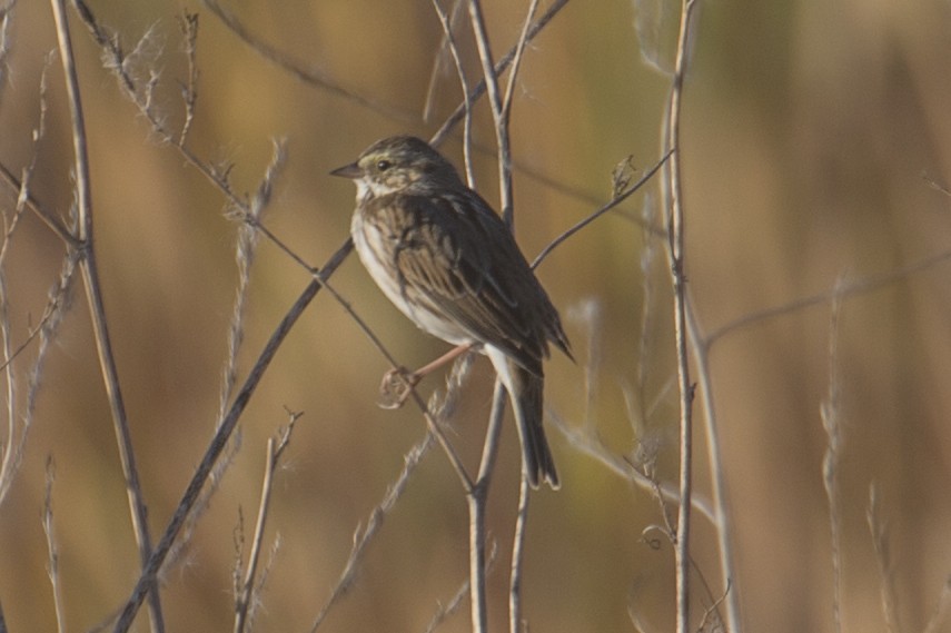 Savannah Sparrow - ML495960571