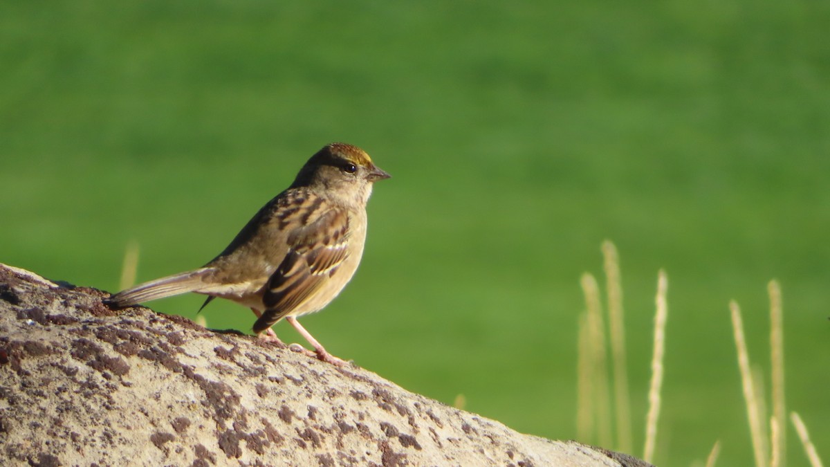 Golden-crowned Sparrow - ML495961561