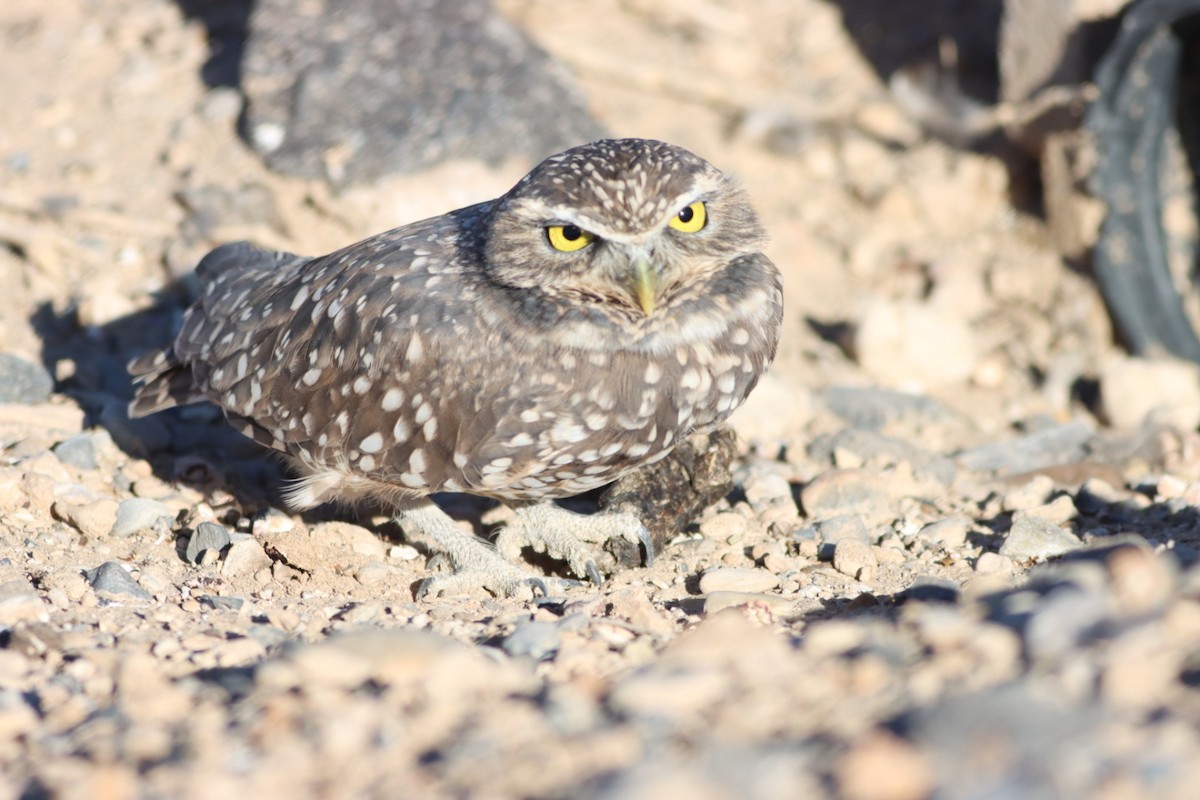 Burrowing Owl - ML495961571