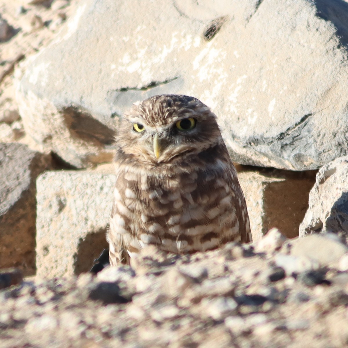 Burrowing Owl - ML495961581