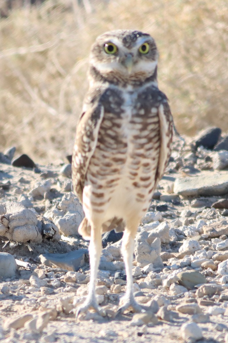 Burrowing Owl - ML495961591