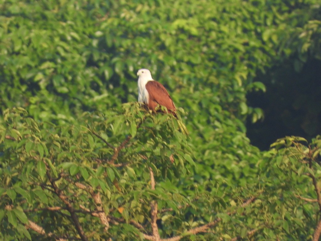 Brahmanenmilan - ML495962391