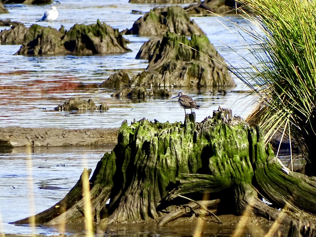 Greater Yellowlegs - Janet Wooten