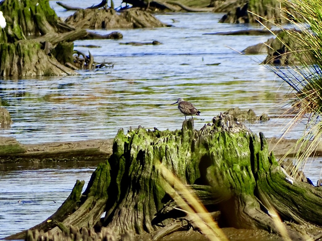 Greater Yellowlegs - Janet Wooten