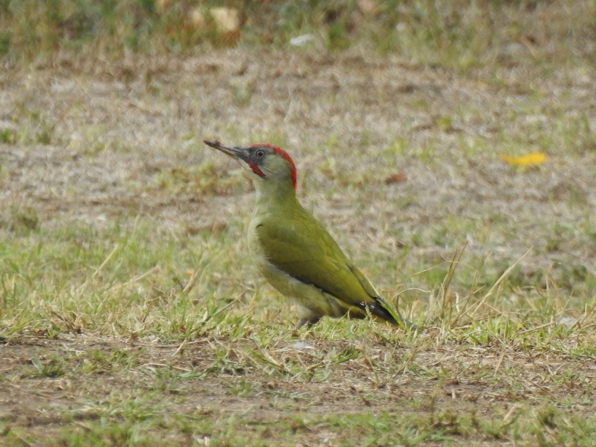 Iberian Green Woodpecker - ML495963791