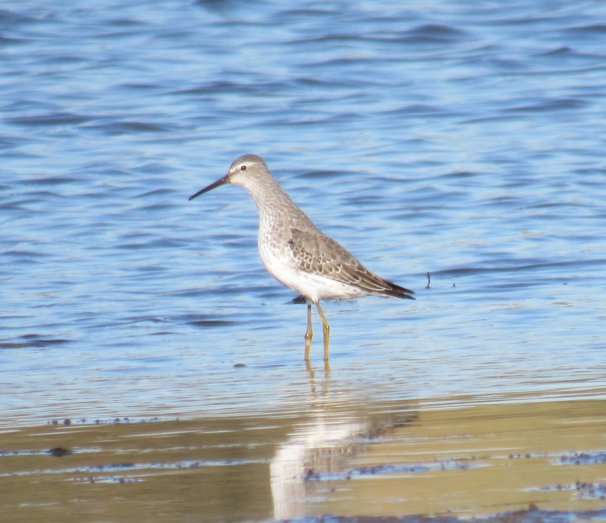 Stilt Sandpiper - ML495964161