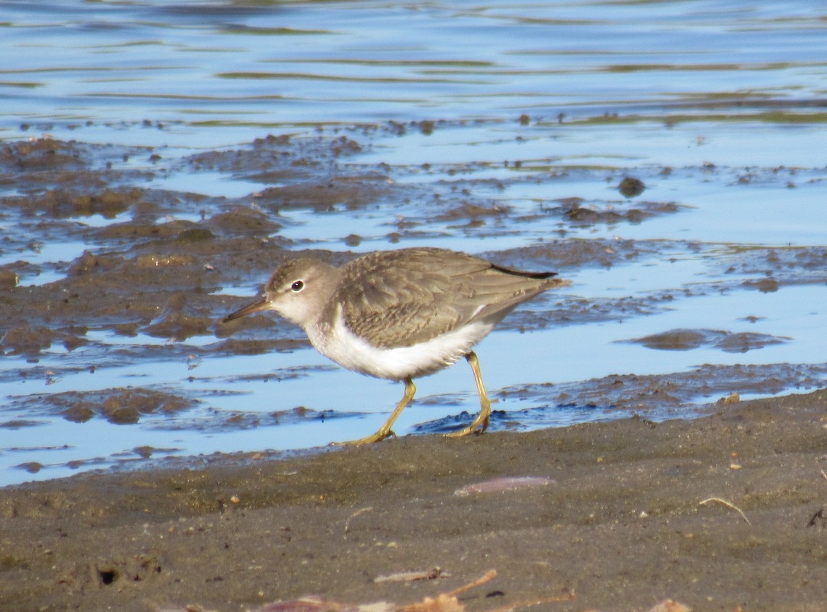 Spotted Sandpiper - ML495964241