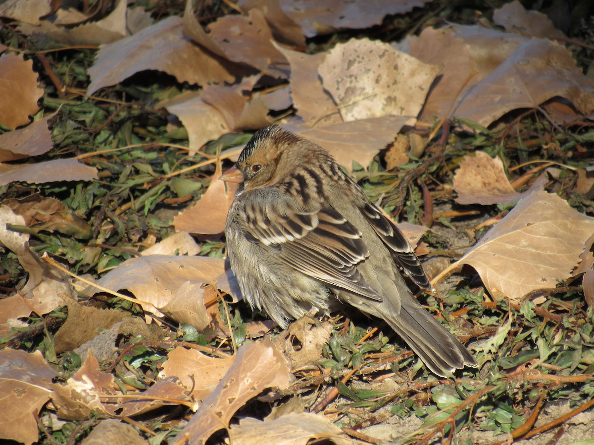 Harris's Sparrow - ML495964411