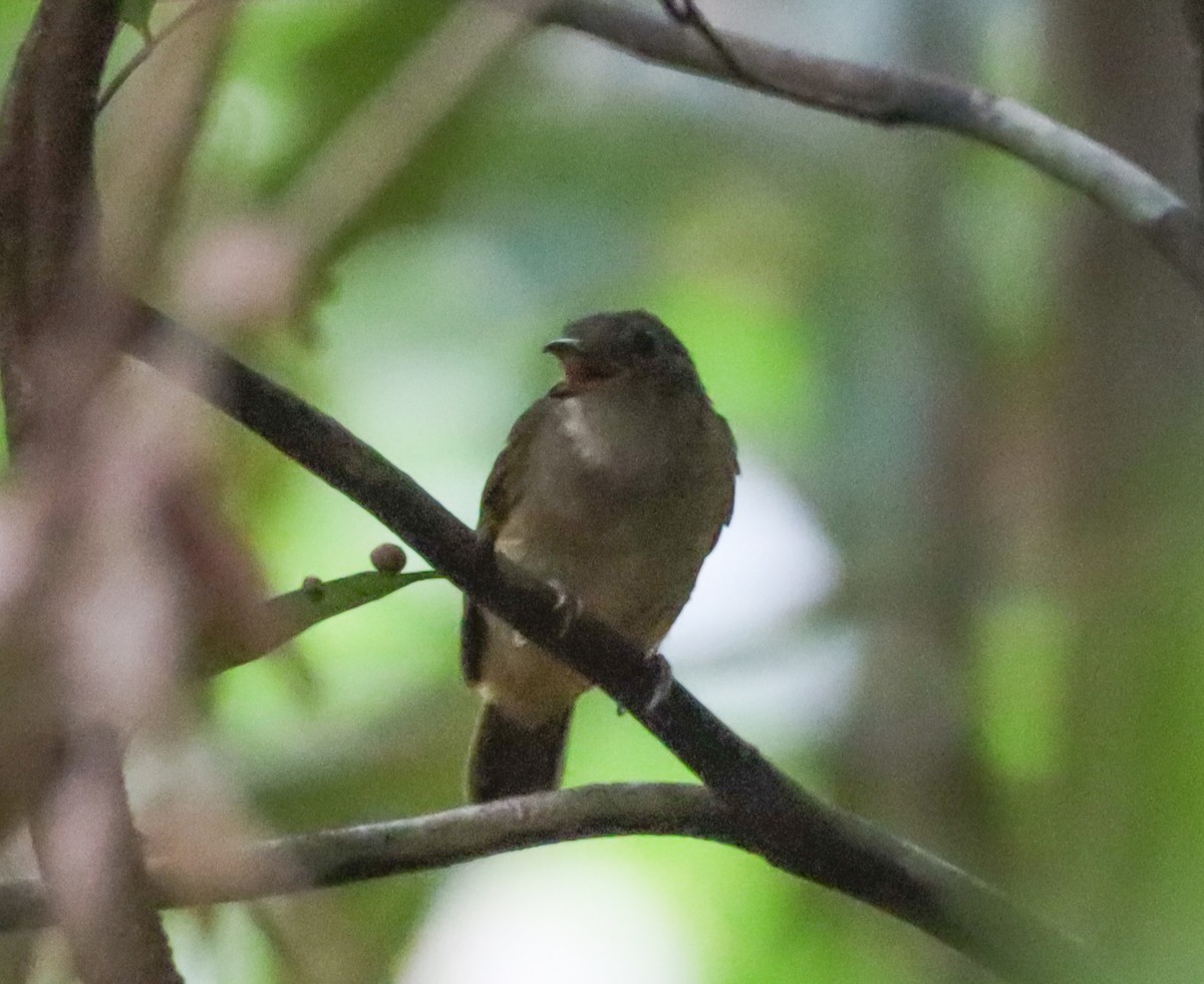 Saturnine Antshrike - ML495966301