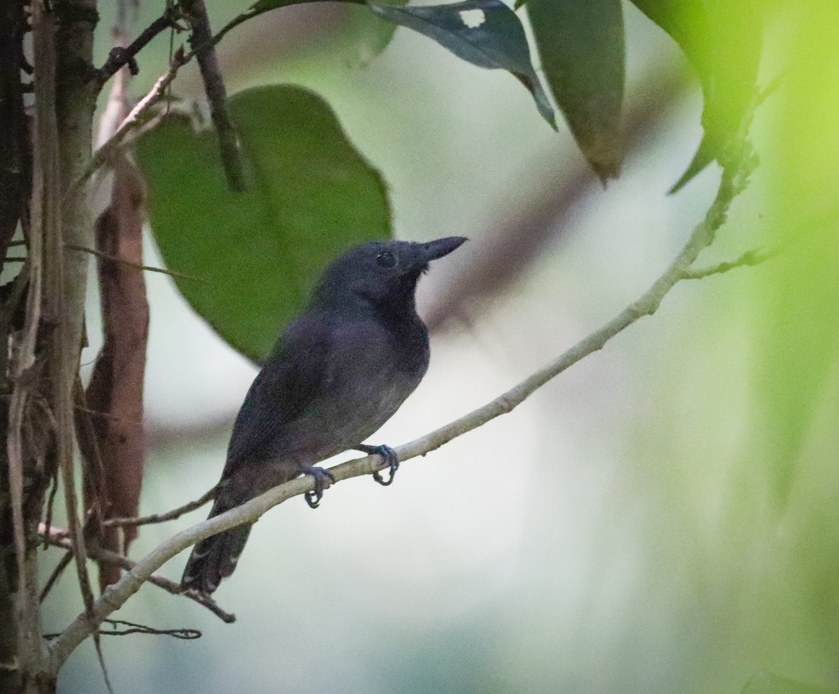 Saturnine Antshrike - ML495966311