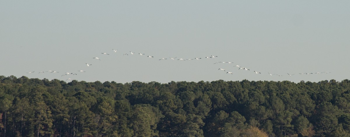 American White Pelican - ML495967001