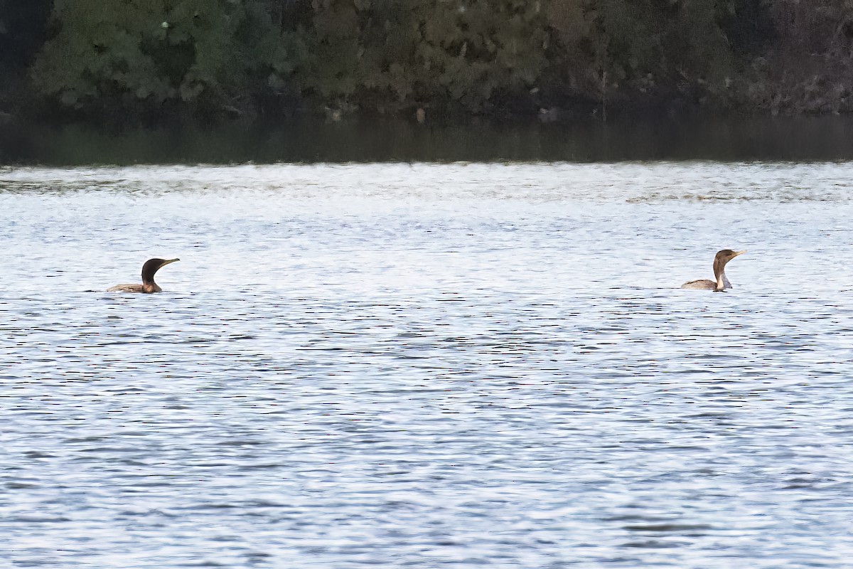 Cormoran à aigrettes - ML495967641