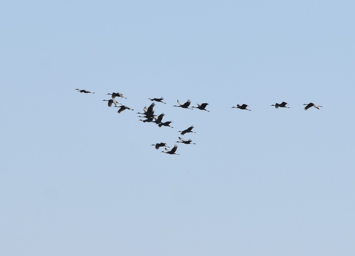 Sandhill Crane - ML495968581