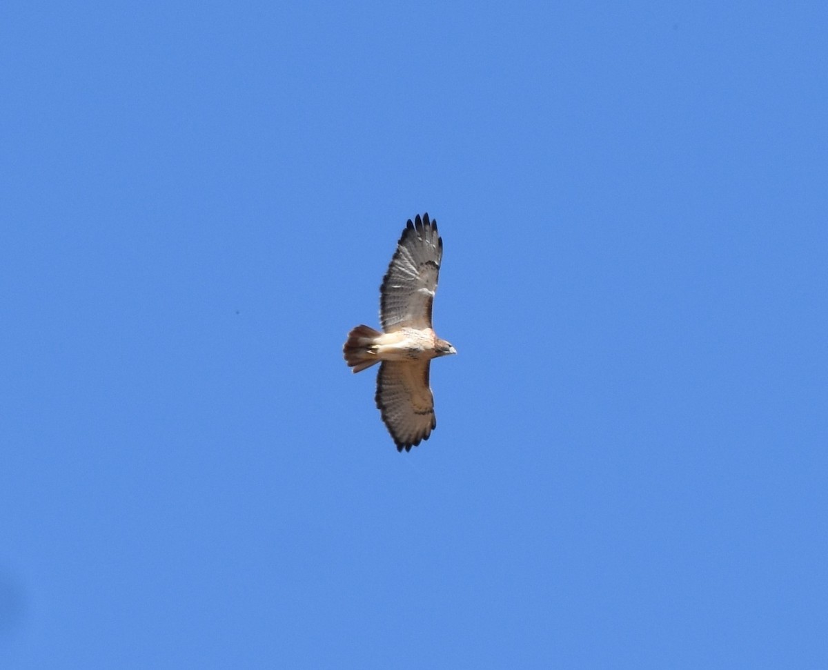Red-tailed Hawk - ML495973651