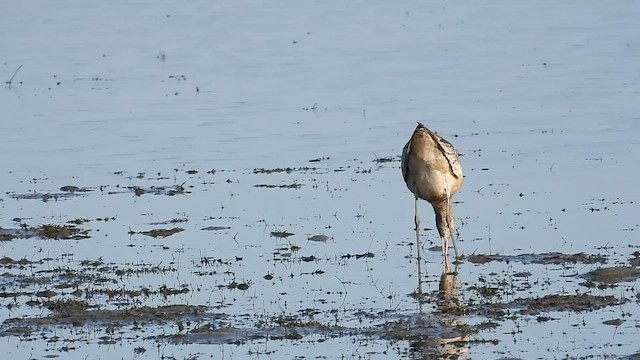 Marbled Godwit - ML495973661