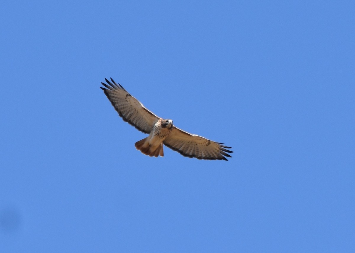 Red-tailed Hawk - ML495973671