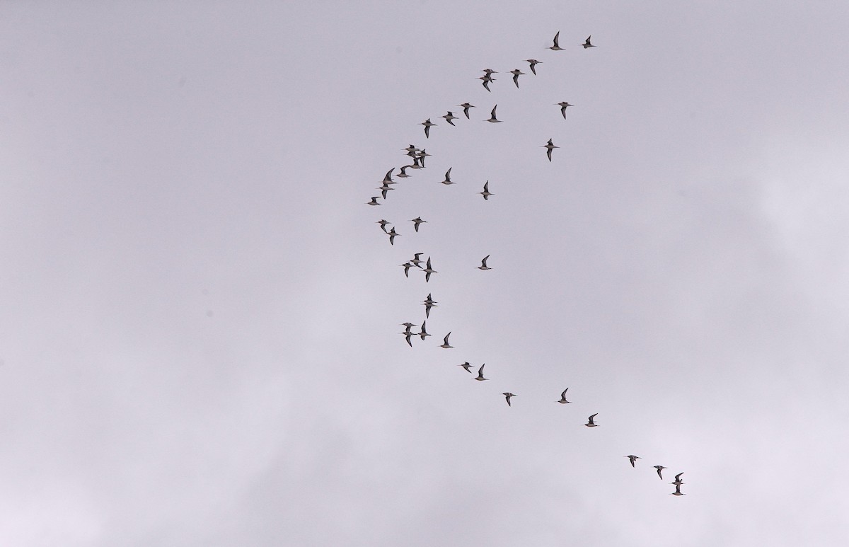 Hudsonian Godwit - Brandon Holden