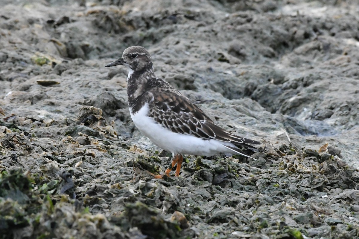 Ruddy Turnstone - ML495975401