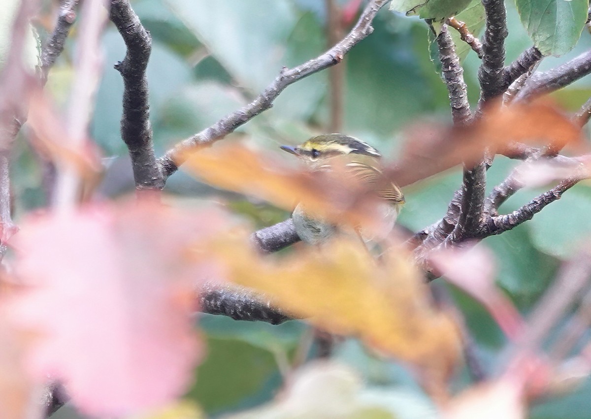 Pallas's Leaf Warbler - ML495975561