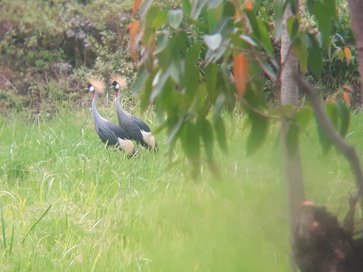 Gray Crowned-Crane - ML495976041