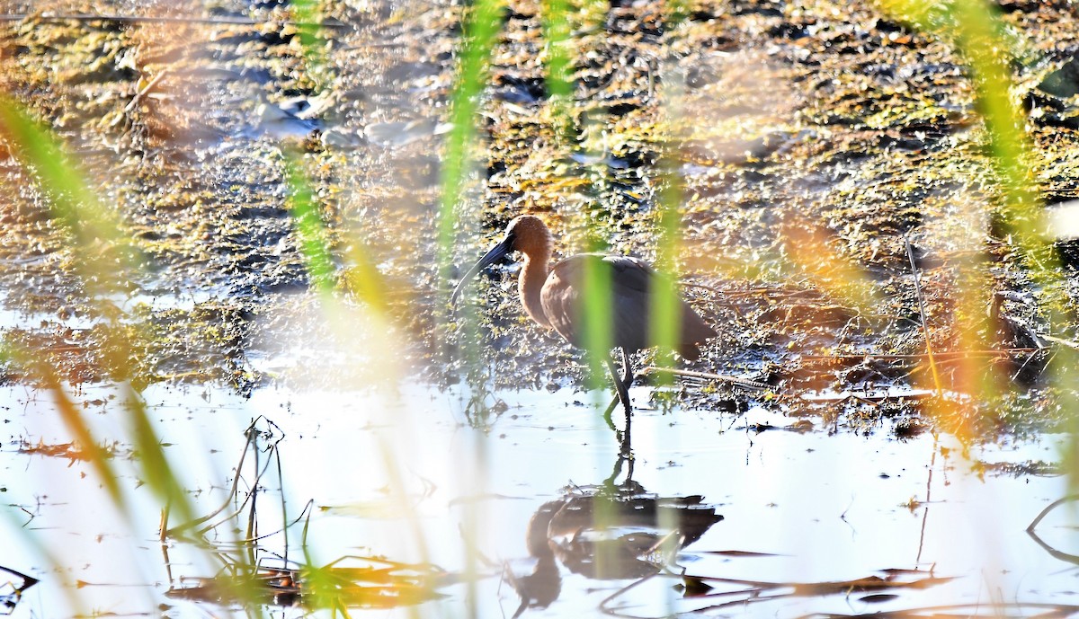 Glossy Ibis - ML495976421