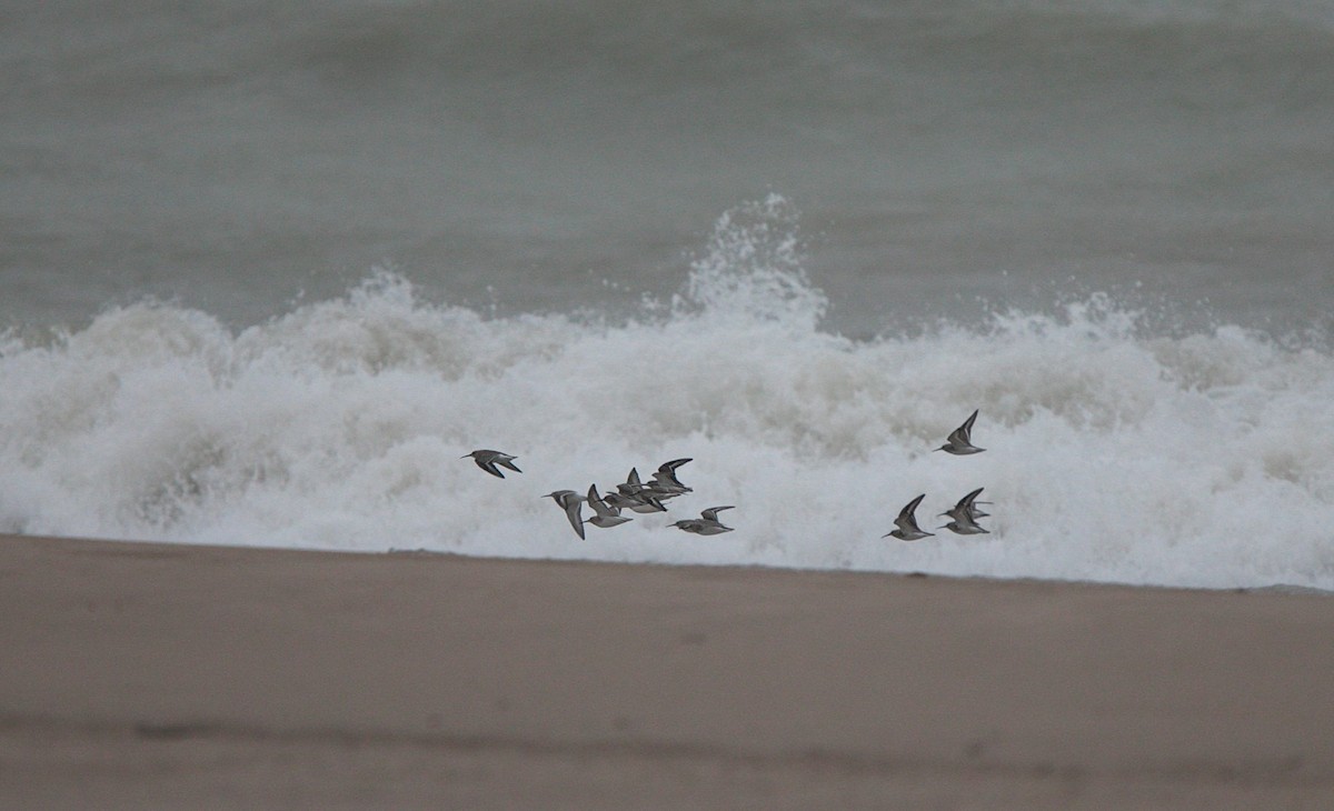 Dunlin - Brandon Holden