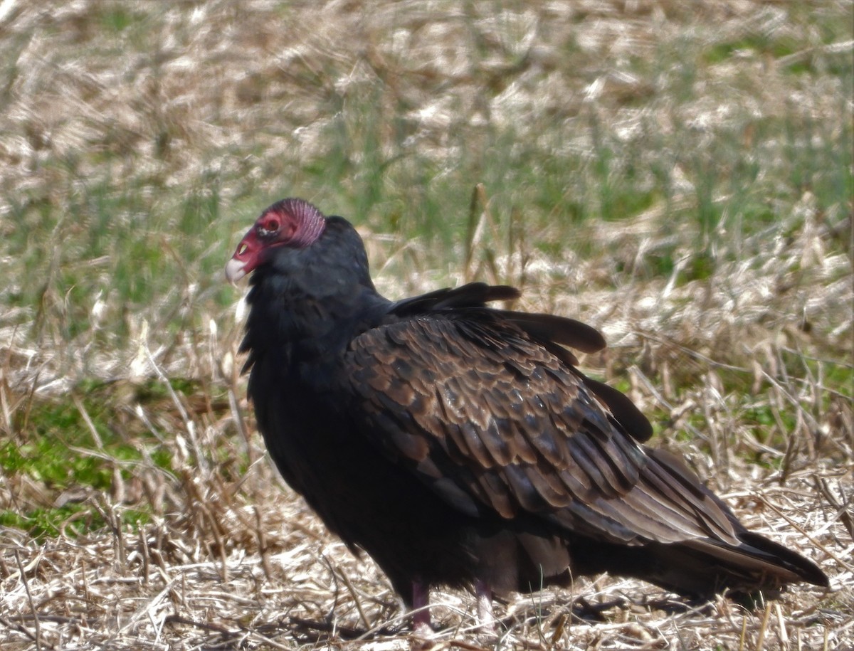 Turkey Vulture - ML495978101