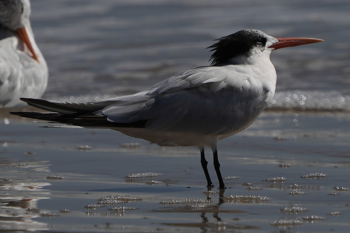 Elegant Tern - ML495978861