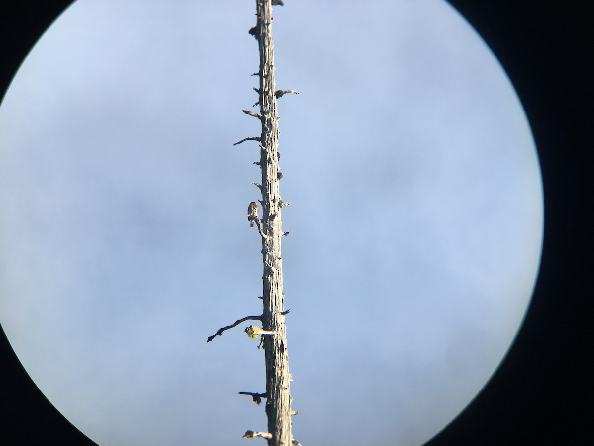 Northern Pygmy-Owl - ML495979881