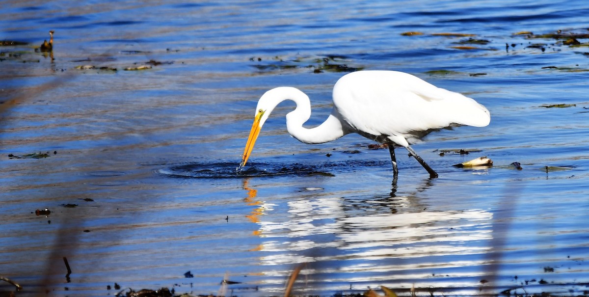 Great Egret - Monique Maynard