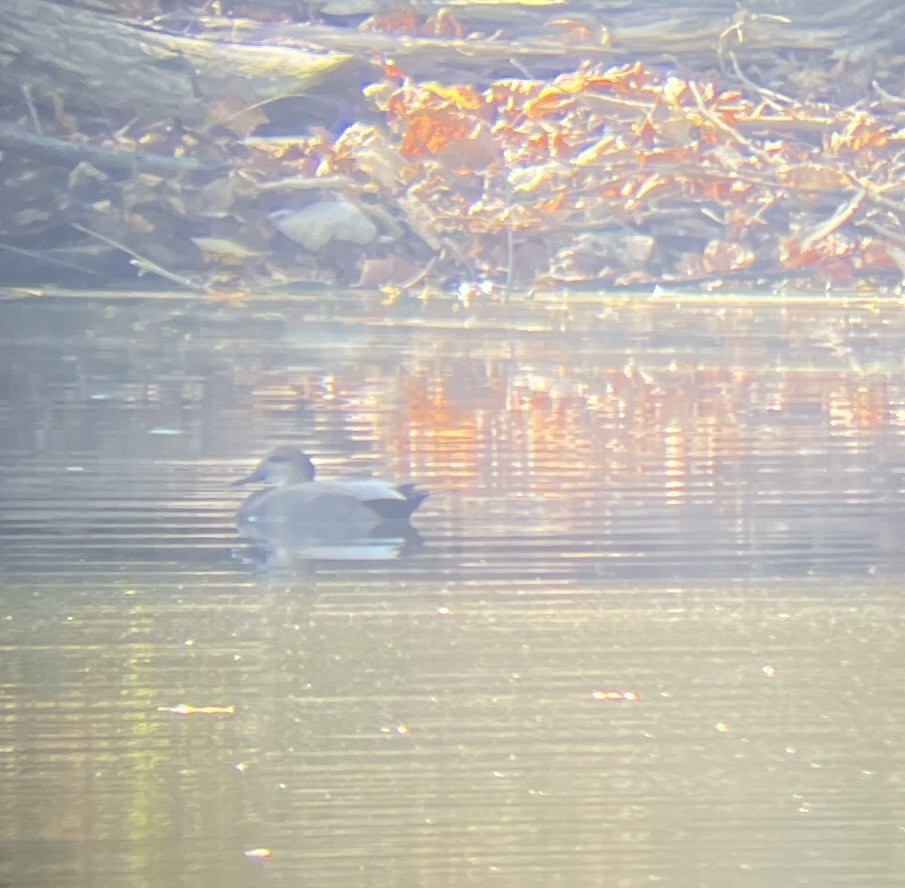 Gadwall - Tina Walker