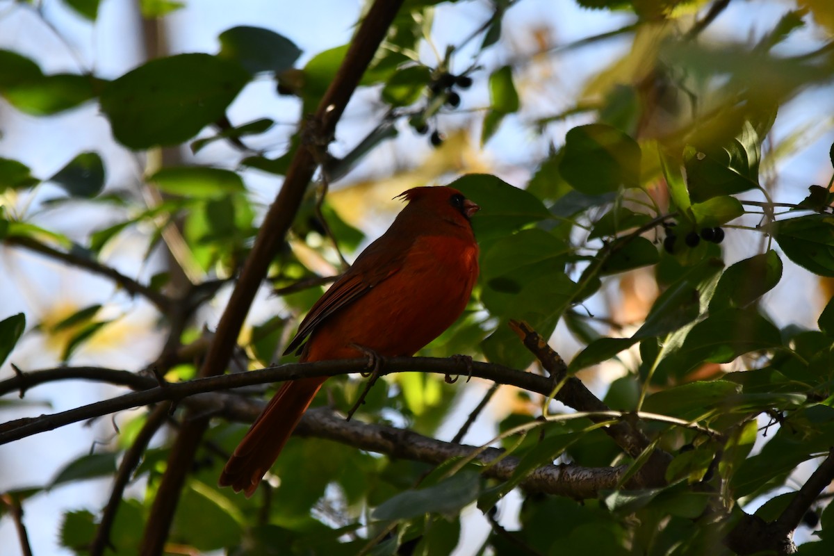 Northern Cardinal - ML495980501